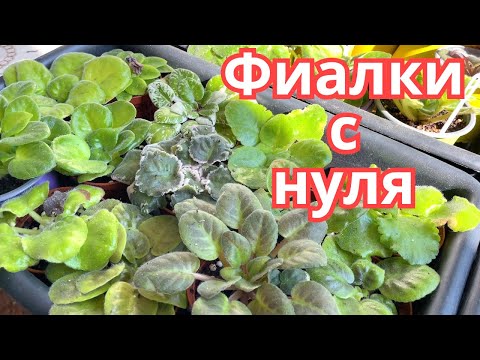 Видео: Выращиваем фиалки ПОЧТИ с НУЛЯ! От хилых и слабых фиалок до КРАСИВЫХ и ПЫШНЫХ КРАСАВИЦ!