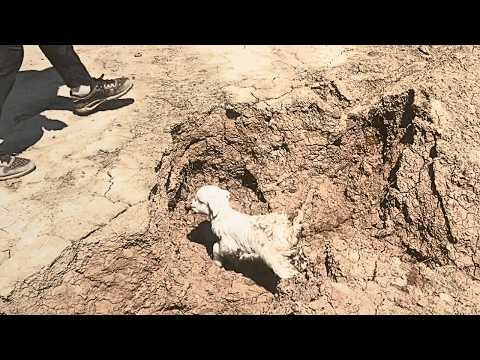 Видео: Ягнёнок случайно упал в яму. Спасённый, но отвергнутый стадом, я решил забрать его домой и вырастить