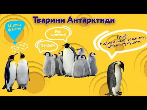 Видео: Тварини Антарктиди. Гра.  Цікаві факти