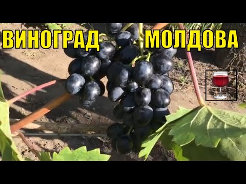 Видео: Виноград "Молдова".