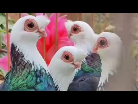 Видео: Кора камич каптар бозори,