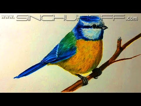 Видео: Как нарисовать СИНИЧКУ ЦВЕТНЫМИ КАРАНДАШАМИ! Учимся рисовать СИНИЧКУ! Как Научиться РИСОВАТЬ