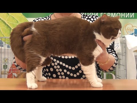 Видео: Международная Выставка Кошек "Евразия 2020". УРОФО "Грация". 10-11.10.2020. Екатеринбург.