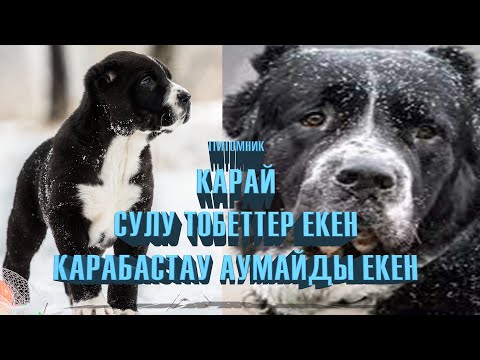 Видео: Ленгер каласы көксәйек ауылында питомник Карай Әлім ағамыздың шаңрағындамыз қазақ қазына арнасы