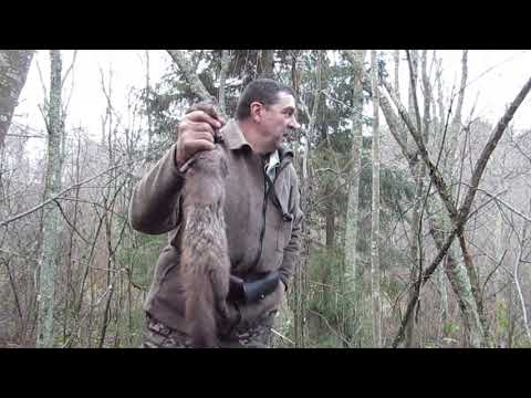 Видео: С лайкой на куницу .Очень даже хорошо .Кулемка снова на высоте !!!!