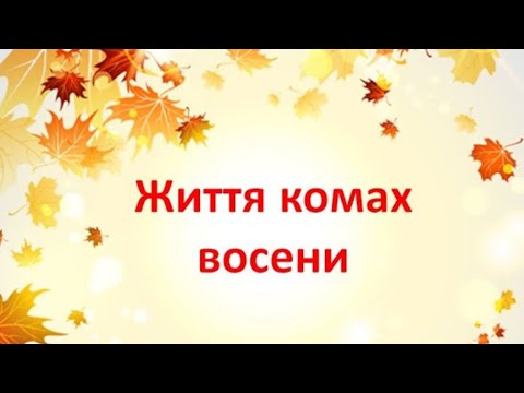 Видео: Життя комах восени. Відео для дітей 