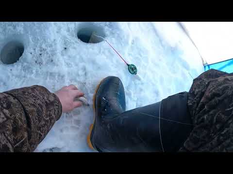 Видео: Белоярское 23.01.2024