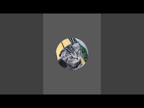 Видео: Жизнь кота Марса в прямом эфире!