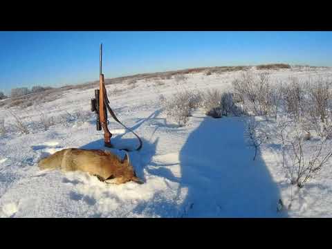 Видео: Они окружали меня со всех сторон! 5 ЛИС за один день.
