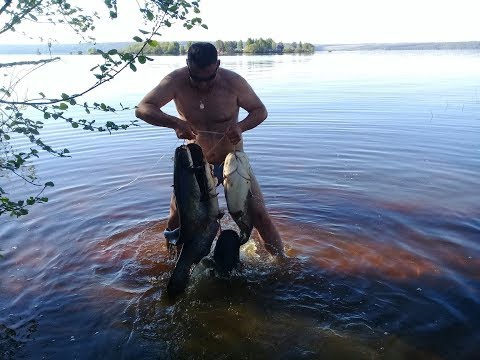 Видео: Открыли сезон.Самая уловистая снасть на сома.Перемет.