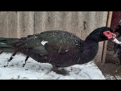 Видео: Наш круглогодичный рацион кормления мускусной утки// ждём весну