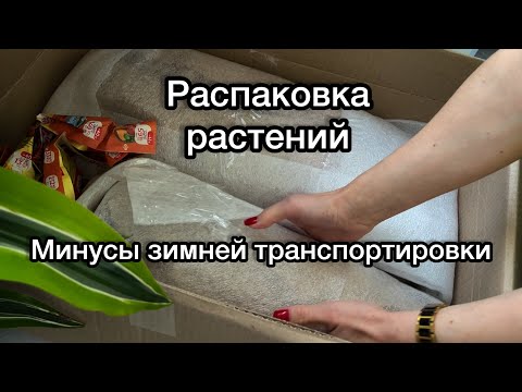 Видео: Растения из Голландии☘️Риски зимней транспортировки☝️