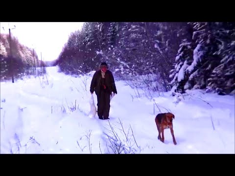 Видео: ЗИМА , охота на зайца с гончими Говоруша и Свирель вл. Шатров В.А.