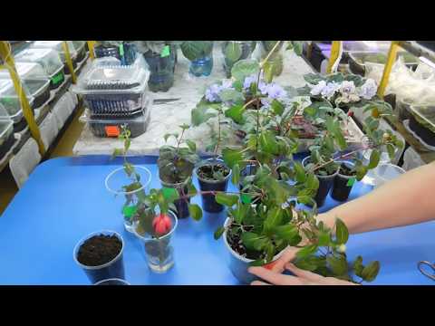 Видео: 🌱СУПЕР СПОСОБ РАЗМНОЖЕНИЯ ФУКСИИ ! ПОСАДКА ЧЕРЕНКОВ И УХОД ЗА НИМИ 🌱