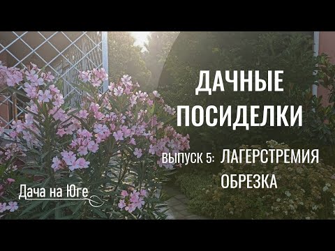 Видео: Дачные посиделки - Обрезка Лагерстремии
