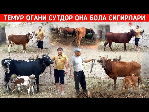 Видео: ТЕМУР ОГАНИ СУТДОР ОНА БОЛА СИГИРЛАРИ ХОРАЗМ БУ́ЙЛАБ ДАСТАВКА !!! ХОРАЗМ БОЗОР