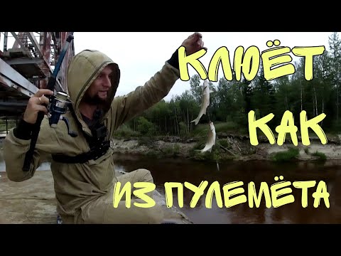Видео: Рыбалка, ловлю🐟 ельца на🎣 донку, поклёвки как из пулемёта!