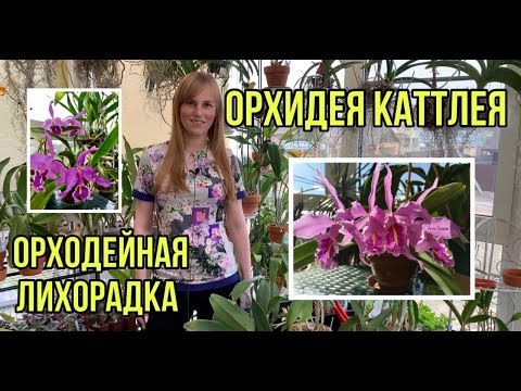 Видео: Орхидея Каттлея