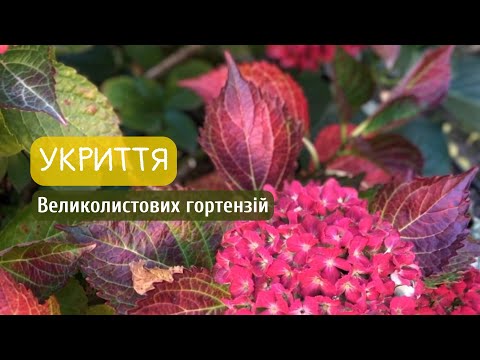 Видео: Укриття великолистових гортензій