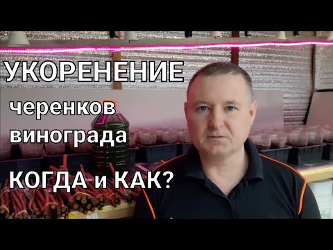 Видео: Укоренение черенков винограда. Мой опыт. Применение Клонекса.