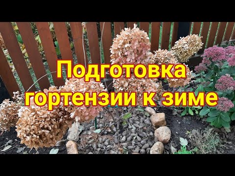 Видео: Подготовка метельчатой гортензии к зиме