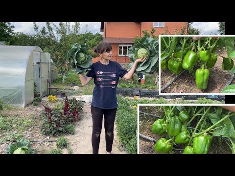 Видео: Сделай так! Перцы завалят урожаем Вот уже и урожай