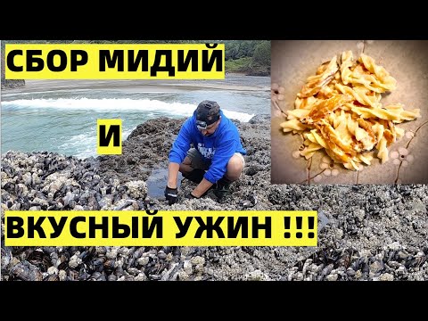 Видео: ОБЪЕДЕНИЕ! СВЕЖИЕ МИДИИ  С ПАСТОЙ АЛЬФРЕДО.