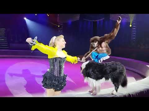 Видео: ВСТУПЛЕНИЕ И "СМЕШАННАЯ ГРУППА ЖИВОТНЫХ" П/Р ЕЛЕНЫ СПЕКТР, "ШОУ МОРСКИХ КОТИКОВ", ЦИРК "АВТОВО"