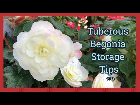 Видео: Бегонии: как подготовить и хранить их зимой
