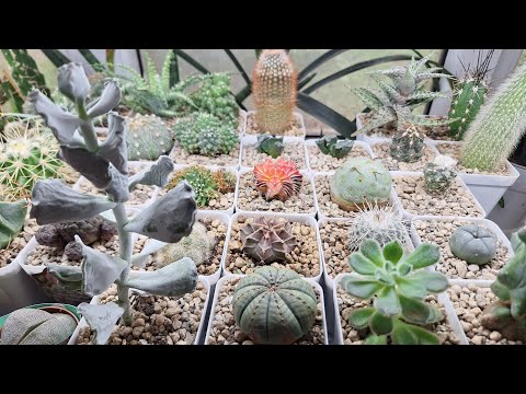 Видео: Кактусы. У сына пополнилась коллекция. Пересадка новичков.
