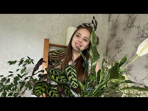 Видео: Обзор поставки цветов из Нидерландов🪴 очарование😍 и разочарование🥺