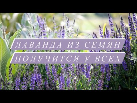 Видео: ЛАВАНДА ИЗ СЕМЯН 🌿| ПОСЕВ И СЕКРЕТ БЫСТРОЙ СТРАТИФИКАЦИИ (сезон 2022)