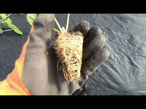 Видео: Посадка пллуниці сорт Аня реми#поспдка полуниці