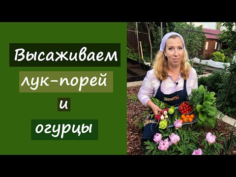 Видео: Высаживаем лук-порей и огурцы