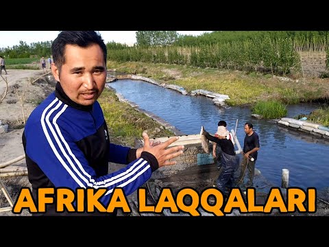 Видео: ЎЗБЕКИСТОН ШАРОИТИДА АФРИКА ЛАҚҚВЛАРИНИ ЙЕТИШТИРИШ