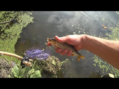 Видео: Сколько можно заработать на ловле рыбы?