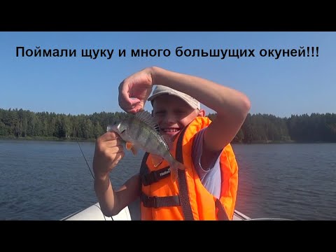 Видео: Куча окуня на ультралайт! ЩУКА!