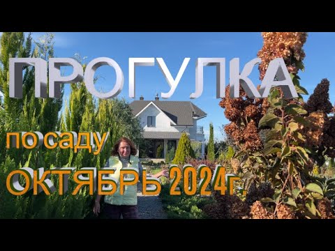 Видео: ПРОГУЛКА ПО САДУ ОКТЯБРЬ 2024г. Дерен Коуза Сатоми, миксбордер у липы, новые пионы, рододендрон