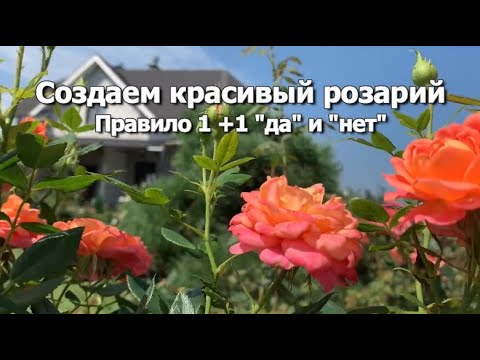 Видео: Создаем красивый розарий | Сочетания роз: правило 1 +1 «да» и «нет»