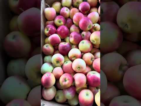 Видео: Шувар фрукти огляд цін на ринку 17.09.25