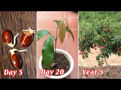 Видео: Как размножить личи семенами