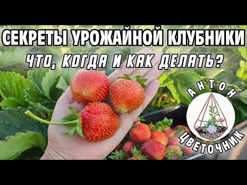 Видео: Делай так и клубника станет урожайной. Секреты обработки, размножения и удобрений