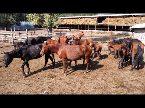 Видео: Кулондуу БЭЭЛЭР сатылат. Этке багууга КЫСЫР БЭЭЛЕР да бар🤚🏼