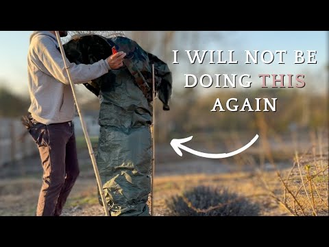 Видео: РЕЗУЛЬТАТЫ Зимней защиты инжира: 3 вещи, которые я узнал об укрытии деревьев