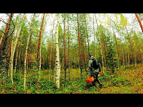 Видео: Грибник перешел БОЛОТО зашел а ЛЕС, а там! Один в лесу ТАКОГО не ОЖИДАЛ! Сказочная Карелия 2025
