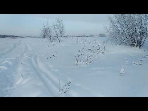 Видео: Нападение медведя на туристов