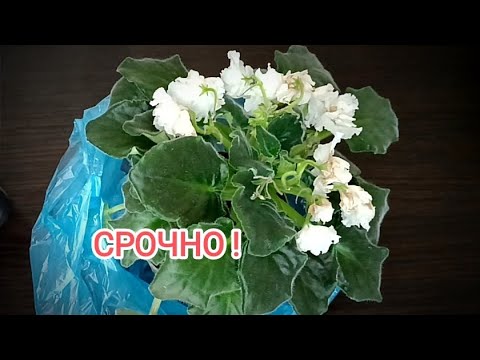 Видео: СРОЧНО К ПЕРЕУКОРЕНЕНИЮ !!! ОМОЛОЖЕНИЕ ФИАЛКИ.