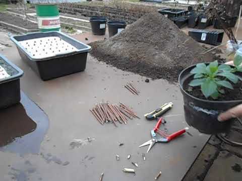 Видео: Обрезку с гортензий в черенки. Сегодня 10 апреля 2020 года.