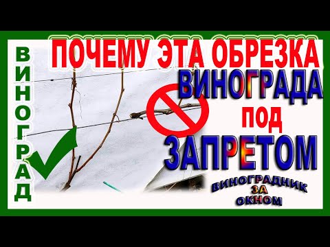 Видео: 🍇 Это элементарно? Такая осенняя обрезка винограда проще пареной репы. Научился я, научу и ВАС!