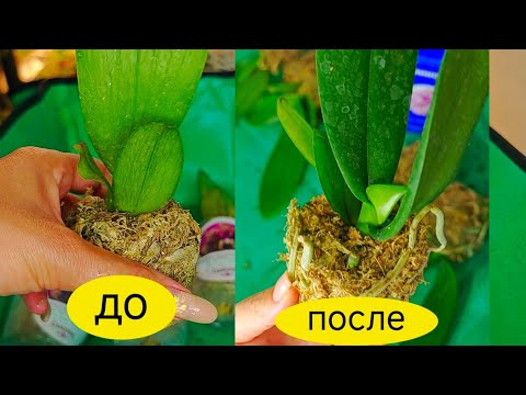 Видео: ВСЕГО за 2 дня Полностью Восстановились 5 ВЯЛЫХ гнилых ОРХИДЕЙ